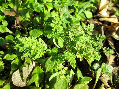Grundblätter vom (Anthriscus caucalis) an der Böschung der A61 bei Hockenheim, hier zusammen mit Claytonia perfoliata