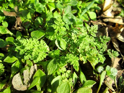 Grundblätter vom (Anthriscus caucalis) an der Böschung der A61 bei Hockenheim, hier zusammen mit Claytonia perfoliata photo