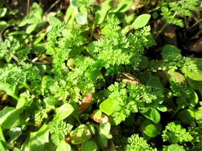 Grundblätter vom Anthriscus caucalis an der Böschung der A61 bei Hockenheim, hier zusammen mit Claytonia perfoliata