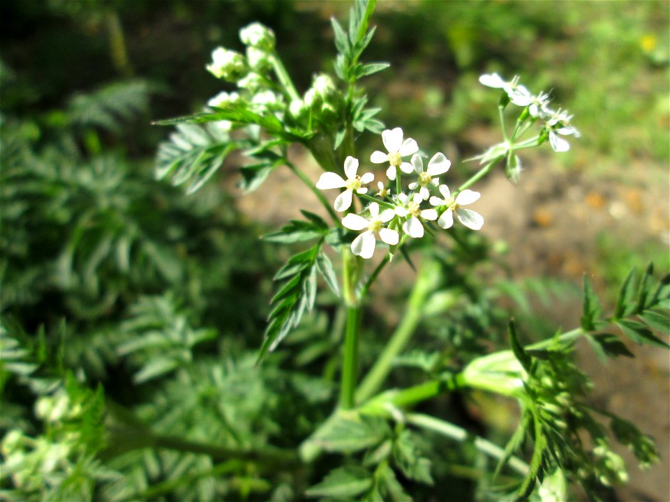 Wiesenkerbel (Anthriscus sylvestris) am Staden in Saarbrücken
