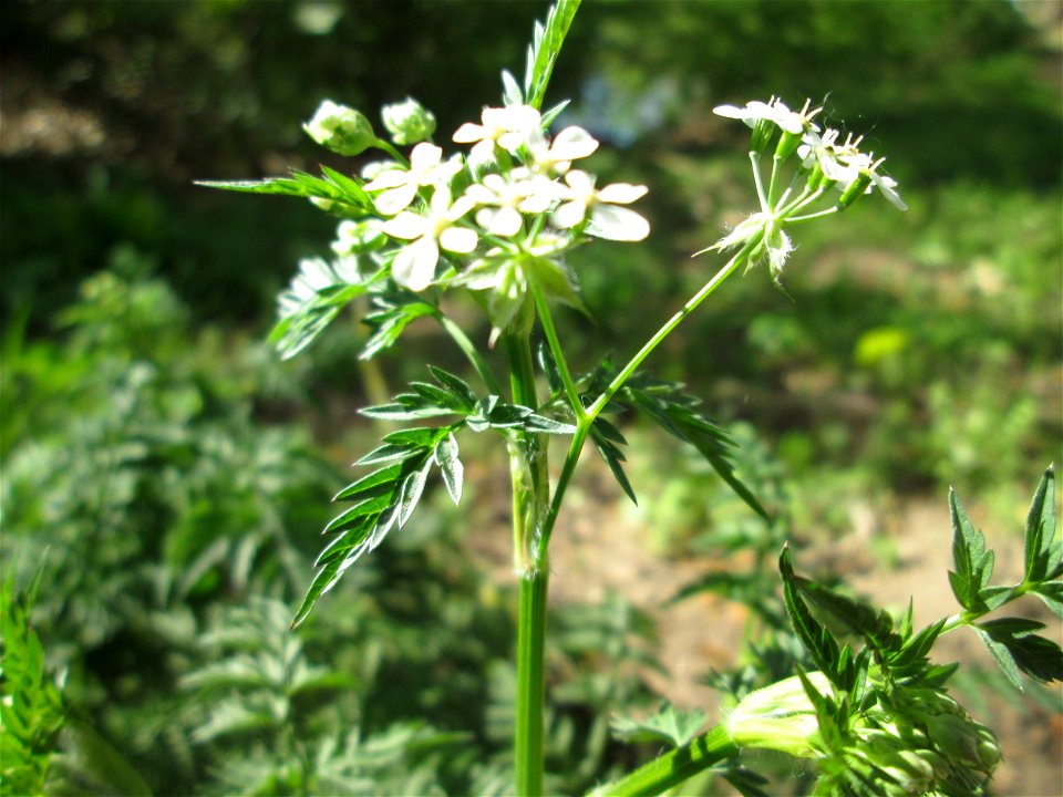 Wiesenkerbel (Anthriscus sylvestris) am Staden in Saarbrücken