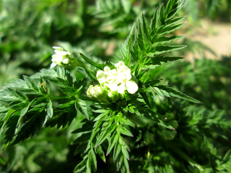 Wiesenkerbel (Anthriscus sylvestris) am Staden in Saarbrücken