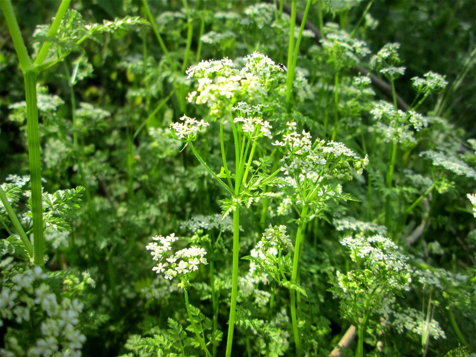 Wiesenkerbel (Anthriscus sylvestris) an der Friedenshöhe im Naturschutzgebiet „Oftersheimer Dünen“