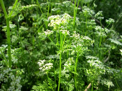 Wiesenkerbel (Anthriscus sylvestris) an der Friedenshöhe im Naturschutzgebiet „Oftersheimer Dünen“ photo