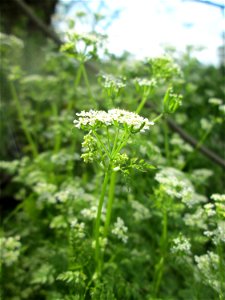 Wiesenkerbel (Anthriscus sylvestris) an der Friedenshöhe im Naturschutzgebiet „Oftersheimer Dünen“ photo