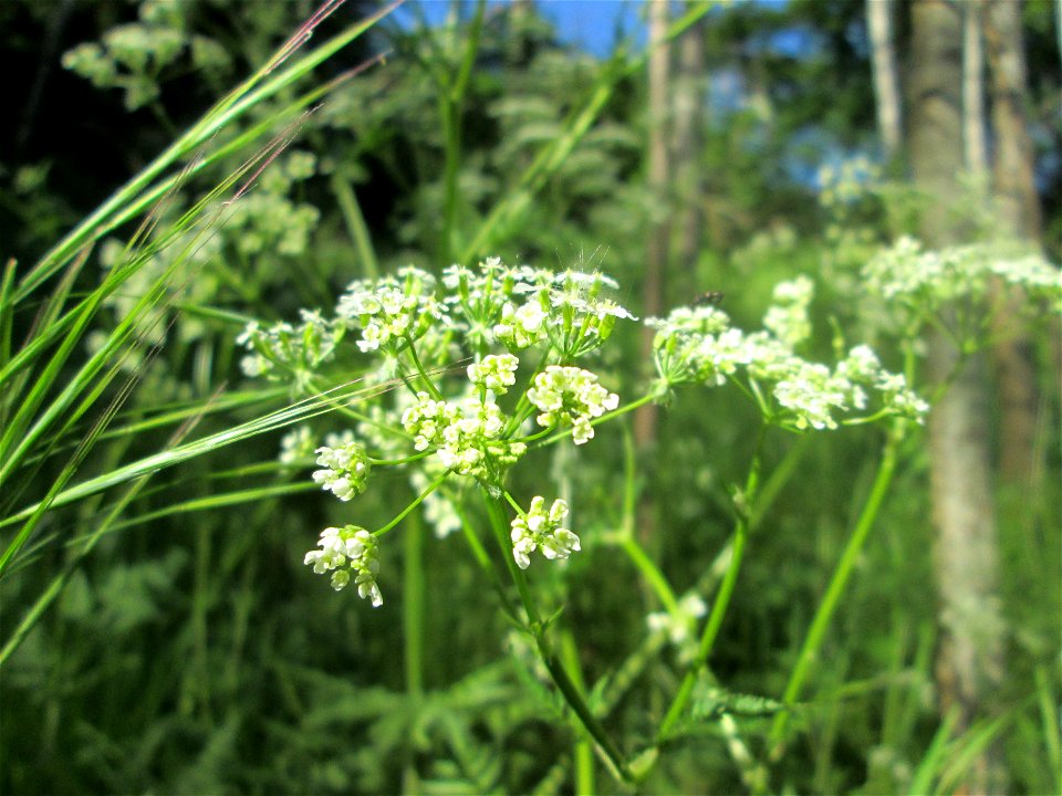 Wiesenkerbel (Anthriscus sylvestris) im Güdinger Allmet