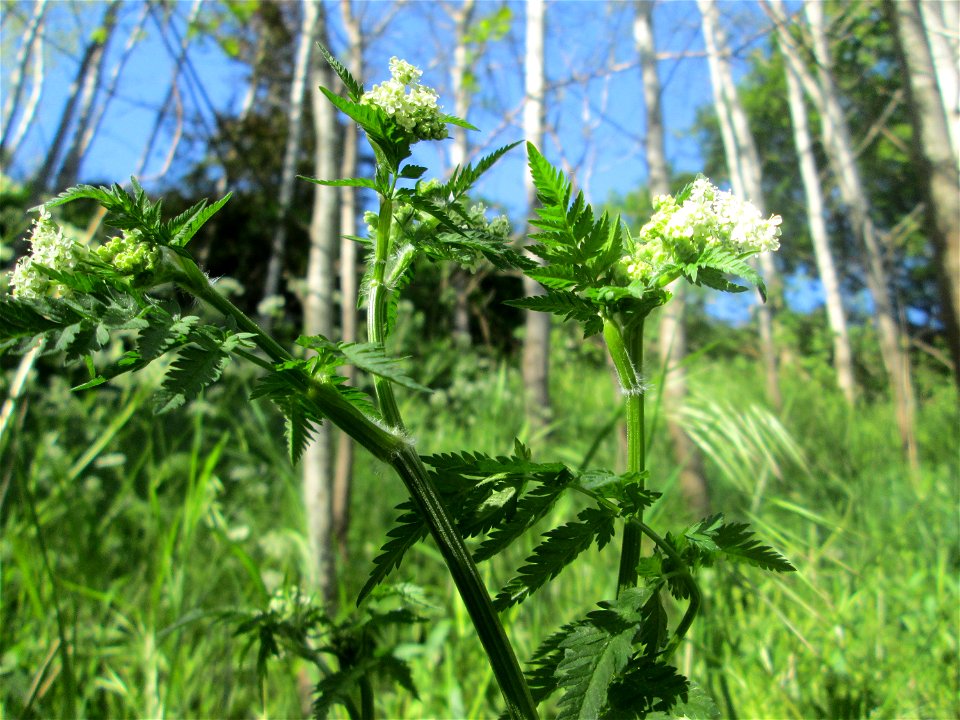 Wiesenkerbel (Anthriscus sylvestris) im Güdinger Allmet