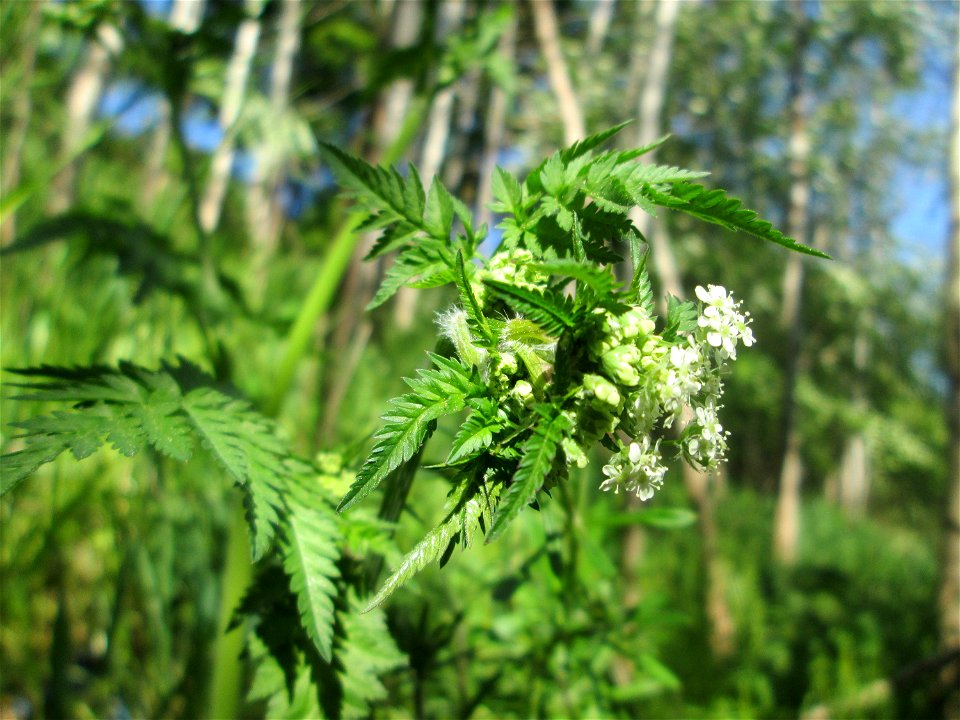 Wiesenkerbel (Anthriscus sylvestris) im Güdinger Allmet
