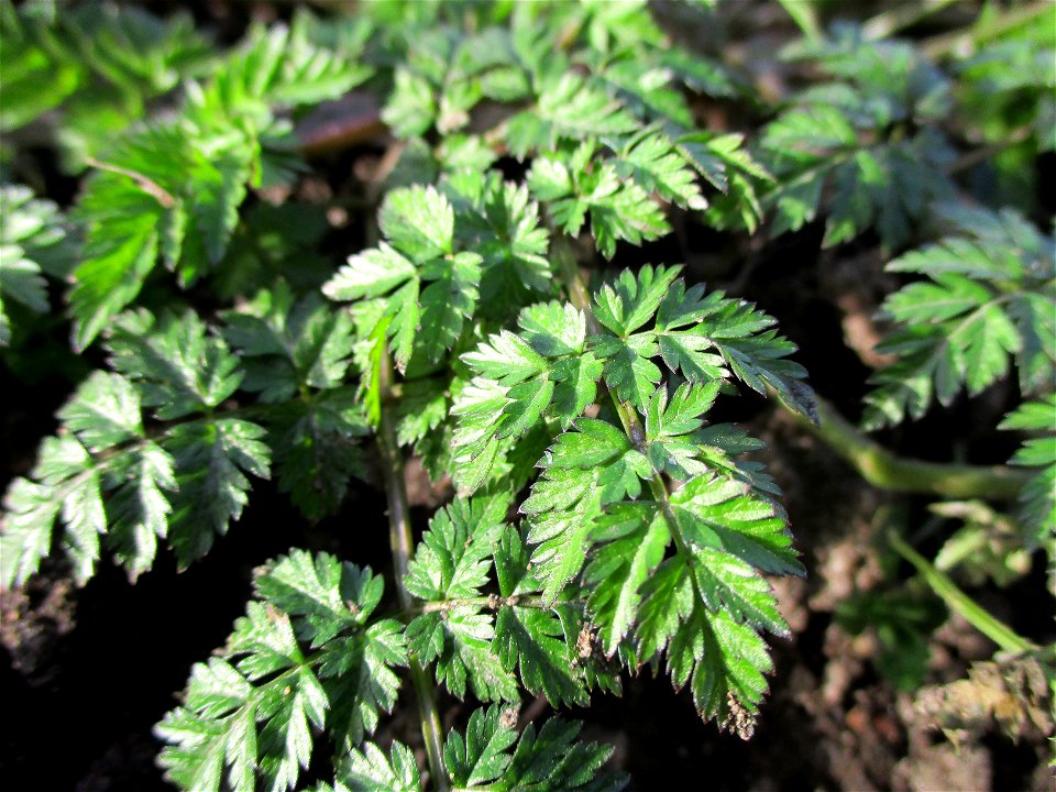 Grundblätter vom Wiesenkerbel (Anthriscus sylvestris) am Saarbach in Brebach