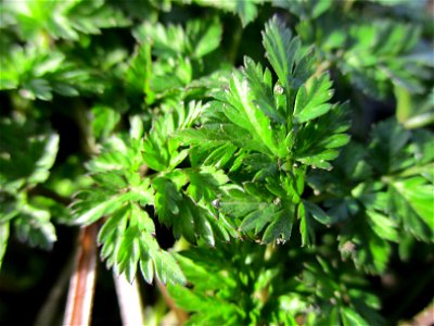 Grundblätter vom Wiesenkerbel (Anthriscus sylvestris) am Saarbach in Brebach