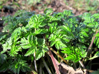 Grundblätter vom Wiesenkerbel (Anthriscus sylvestris) am Saarbach in Brebach