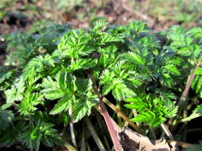 Grundblätter vom Wiesenkerbel (Anthriscus sylvestris) am Saarbach in Brebach photo