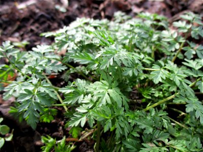 Grundblätter vom Wiesenkerbel (Anthriscus sylvestris) am Saarbach in Brebach