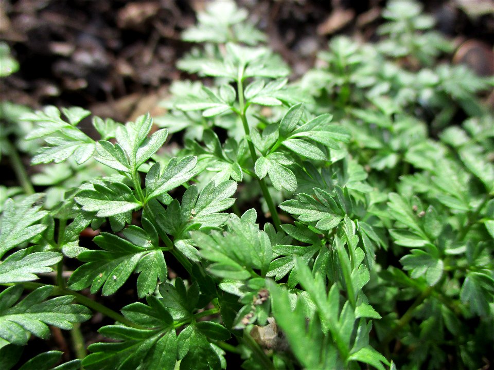 Grundblätter vom Wiesenkerbel (Anthriscus sylvestris) am Saarbach in Brebach