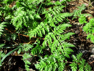Grundblätter vom Wiesenkerbel (Anthriscus sylvestris) im Naturschutzgebiet "St. Arnualer Wiesen"