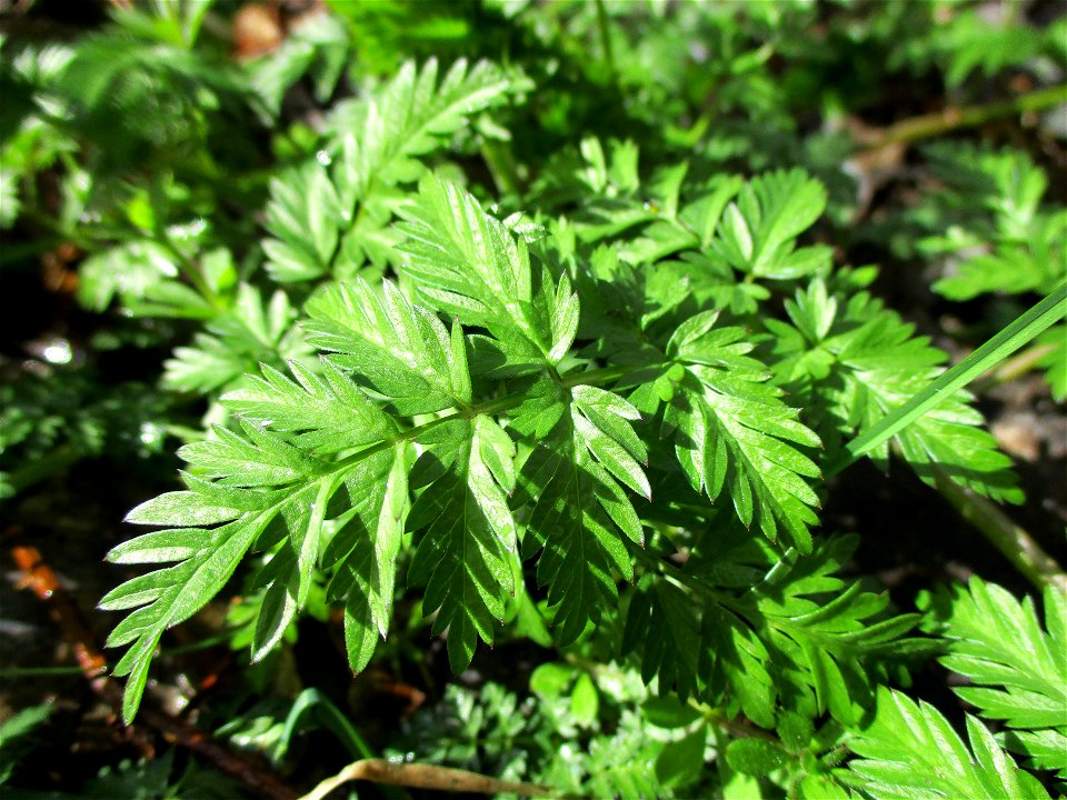 Grundblätter vom Wiesenkerbel (Anthriscus sylvestris) im Naturschutzgebiet "St. Arnualer Wiesen"