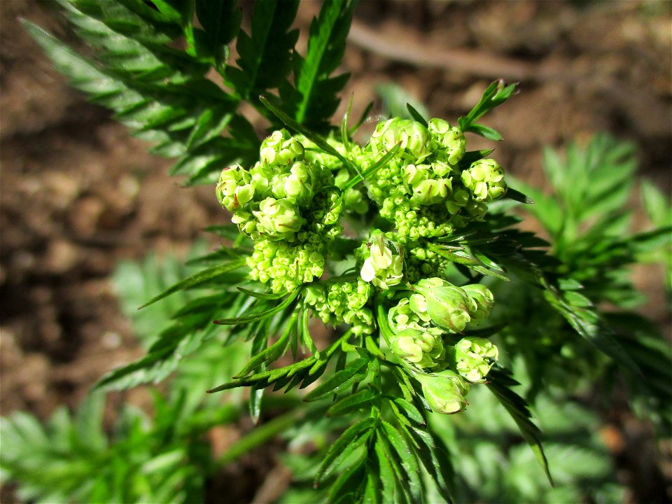 Wiesenkerbel (Anthriscus sylvestris) im Almet in Sankt Arnual