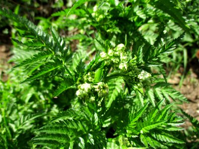 Wiesenkerbel (Anthriscus sylvestris) im Almet in Sankt Arnual