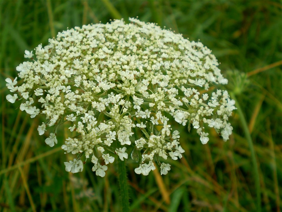 Anthriscus sylvestris