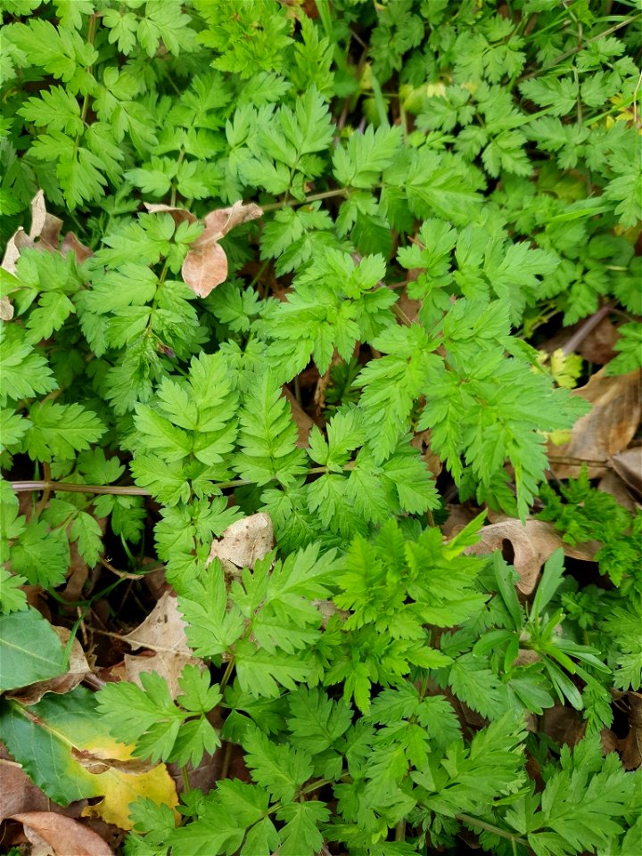 Cow Parsley (Anthriscus sylvestris) photo