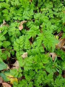 Cow Parsley (Anthriscus sylvestris) photo