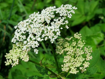 Giersch (Aegopodium podagraria) in Hockenheim