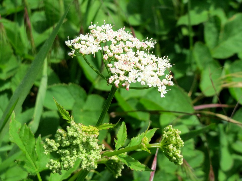 Giersch (Aegopodium podagraria) in Hockenheim