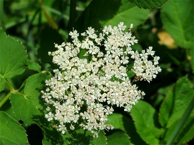 Giersch (Aegopodium podagraria) in Hockenheim