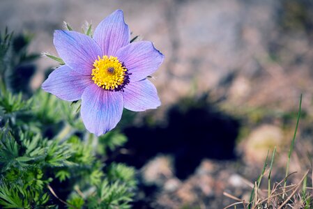 Flower blue flower blossom photo