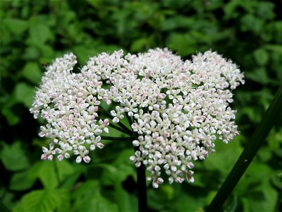Giersch (Aegopodium podagraria) bei Mimbach