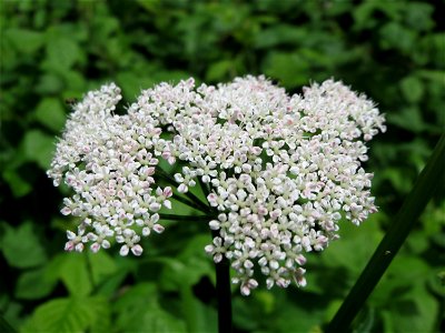 Giersch (Aegopodium podagraria) bei Mimbach photo