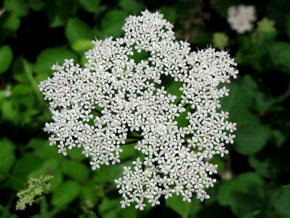 Giersch (Aegopodium podagraria) bei Mimbach