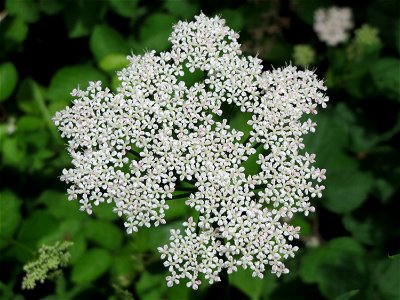 Giersch (Aegopodium podagraria) bei Mimbach photo