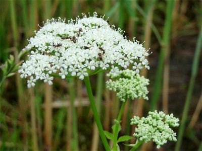 Giersch (Aegopodium podagraria) im Landesgartenschaupark Hockenheim