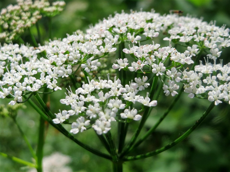 Giersch (Aegopodium podagraria) im Schwetzinger Hardt