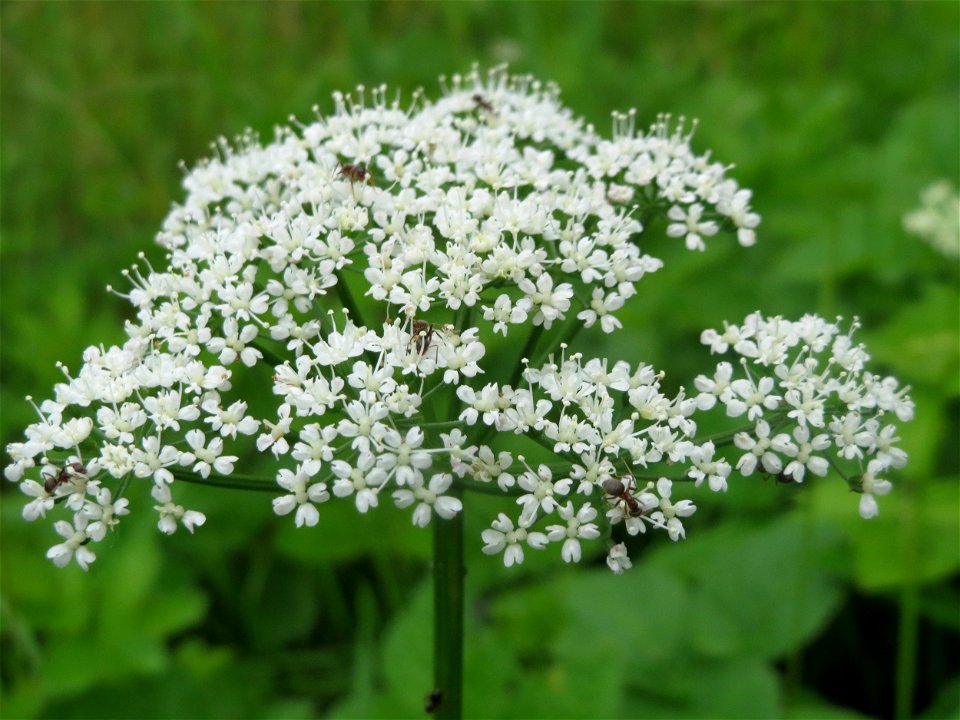 Giersch (Aegopodium podagraria) im Landesgartenschaupark Hockenheim