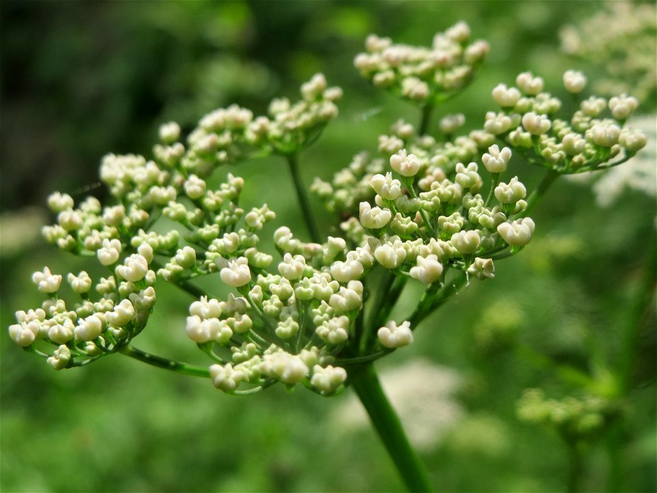Giersch (Aegopodium podagraria) im Schwetzinger Hardt