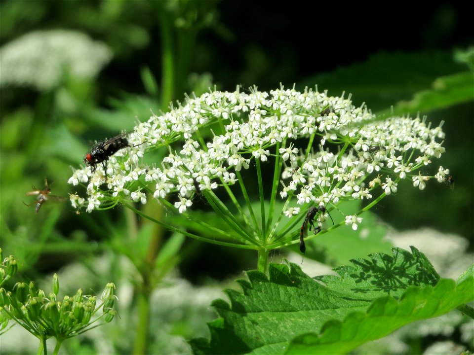 Giersch (Aegopodium podagraria) im Naturschutzgebiet Marlach im Landschaftsschutzgebiet Hockenheimer Rheinbogen