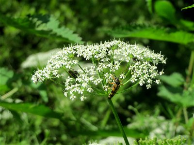 Giersch (Aegopodium podagraria) im Naturschutzgebiet Marlach im Landschaftsschutzgebiet Hockenheimer Rheinbogen
