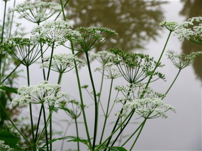 Giersch (Aegopodium podagraria) an der Saar in Saarbrücken