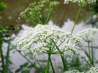 Giersch (Aegopodium podagraria) an der Saar in Saarbrücken