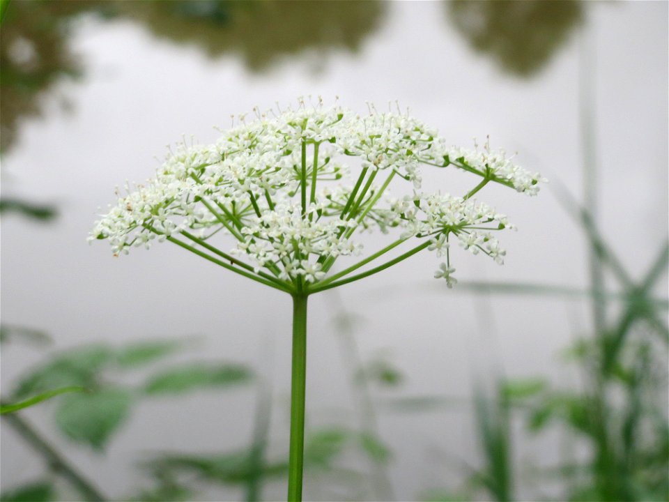 Giersch (Aegopodium podagraria) an der Saar in Saarbrücken