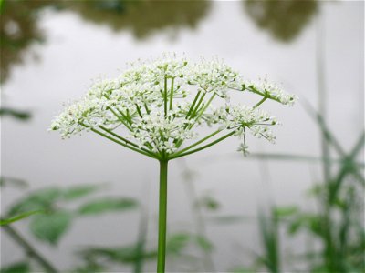 Giersch (Aegopodium podagraria) an der Saar in Saarbrücken