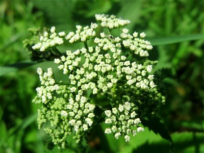 Giersch (Aegopodium podagraria) an der Saar in Saarbrücken