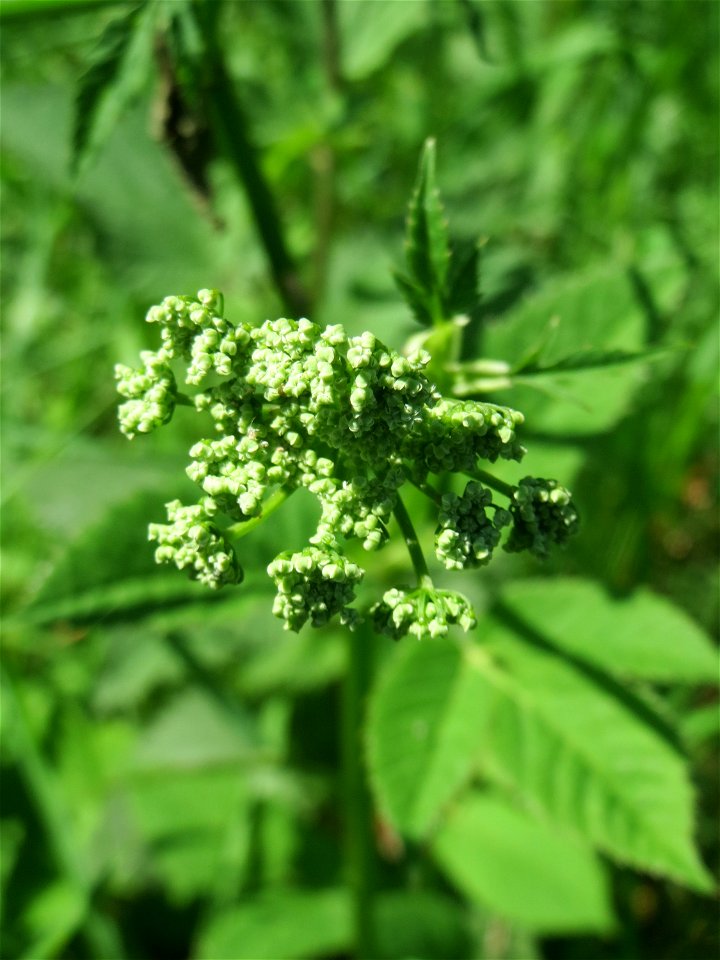 Giersch (Aegopodium podagraria) an der Saar in Saarbrücken