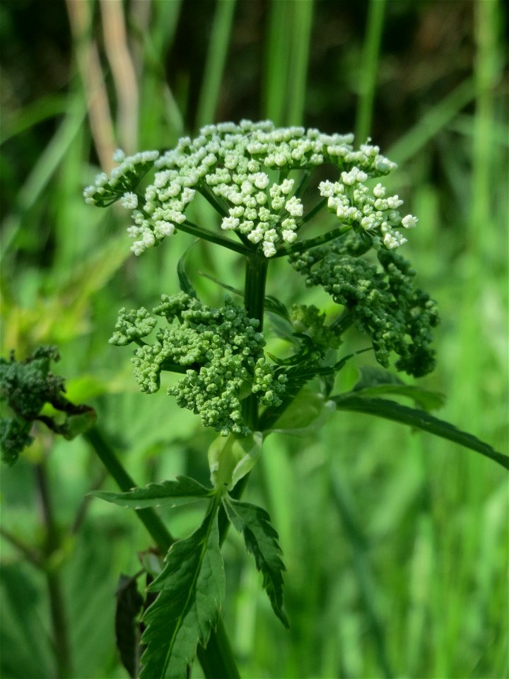 Giersch (Aegopodium podagraria) an der Saar in Saarbrücken