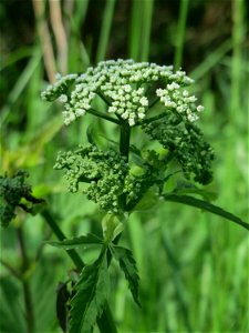 Giersch (Aegopodium podagraria) an der Saar in Saarbrücken