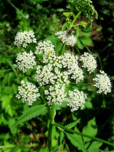 Giersch (Aegopodium podagraria) an der Saar in Saarbrücken