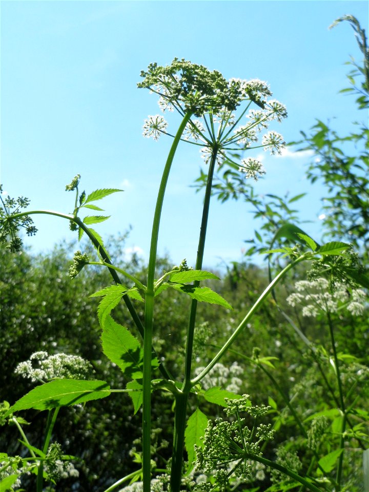 Giersch (Aegopodium podagraria) an der Saar in Saarbrücken