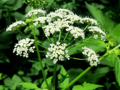 Giersch (Aegopodium podagraria) an der Saar in Saarbrücken
